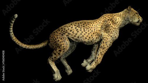 The image of a gepard