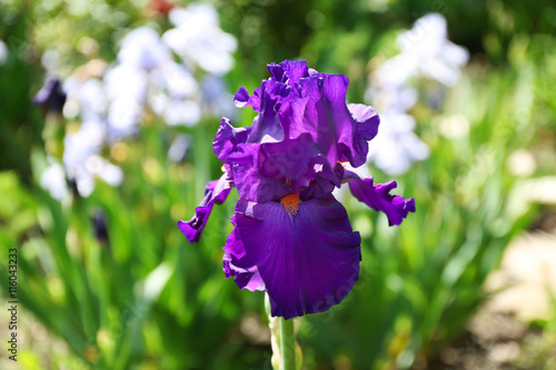 Colorful purple iris bud on blurred nature background