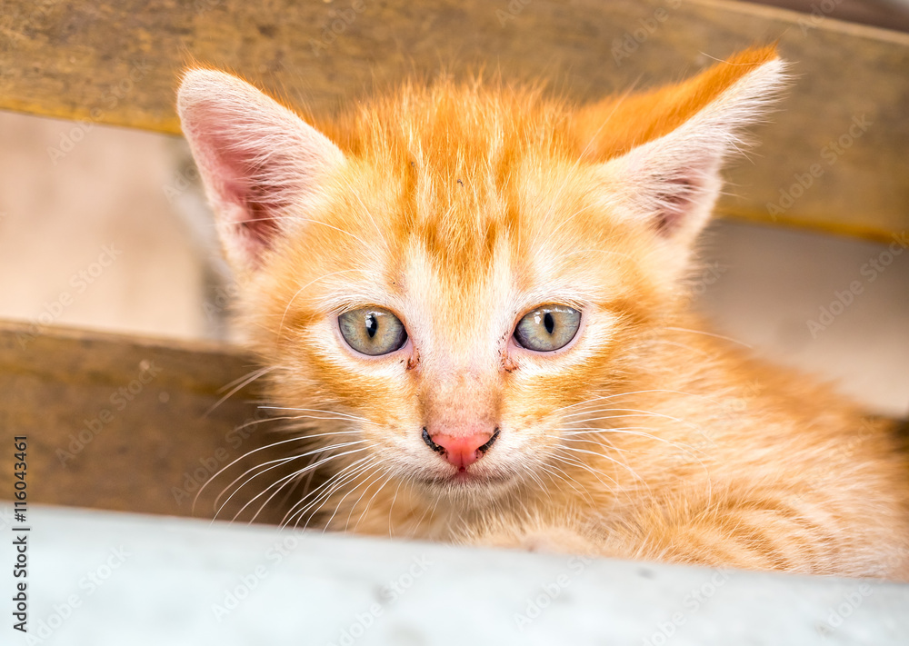 Cute golden brown kitten in backyard