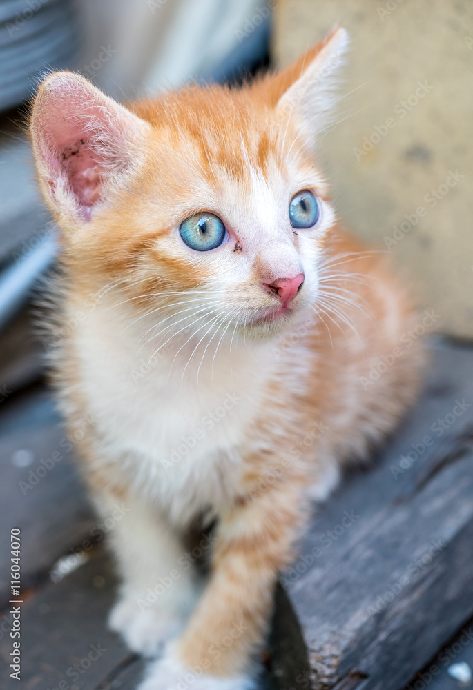 Cute golden brown kitten in backyard