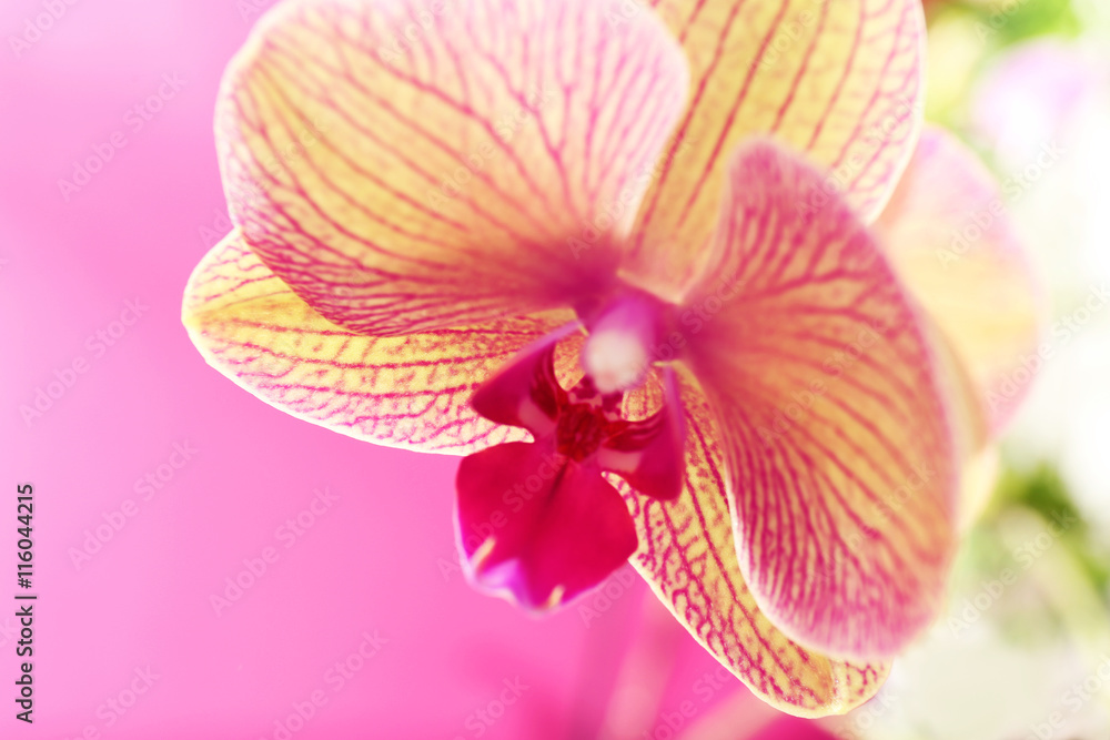 Yellow orchid on pink background Yellow orchid on pink background