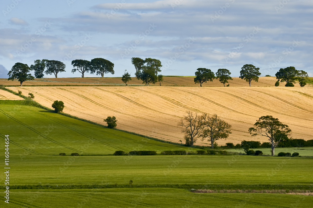 Obraz premium The young shoots of grain on the background of the blue sky, Scotland, Livingstone