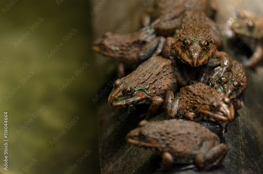 Fototapeta premium Frog