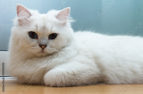 British long hair white cat with blue eye laying down on the floor
