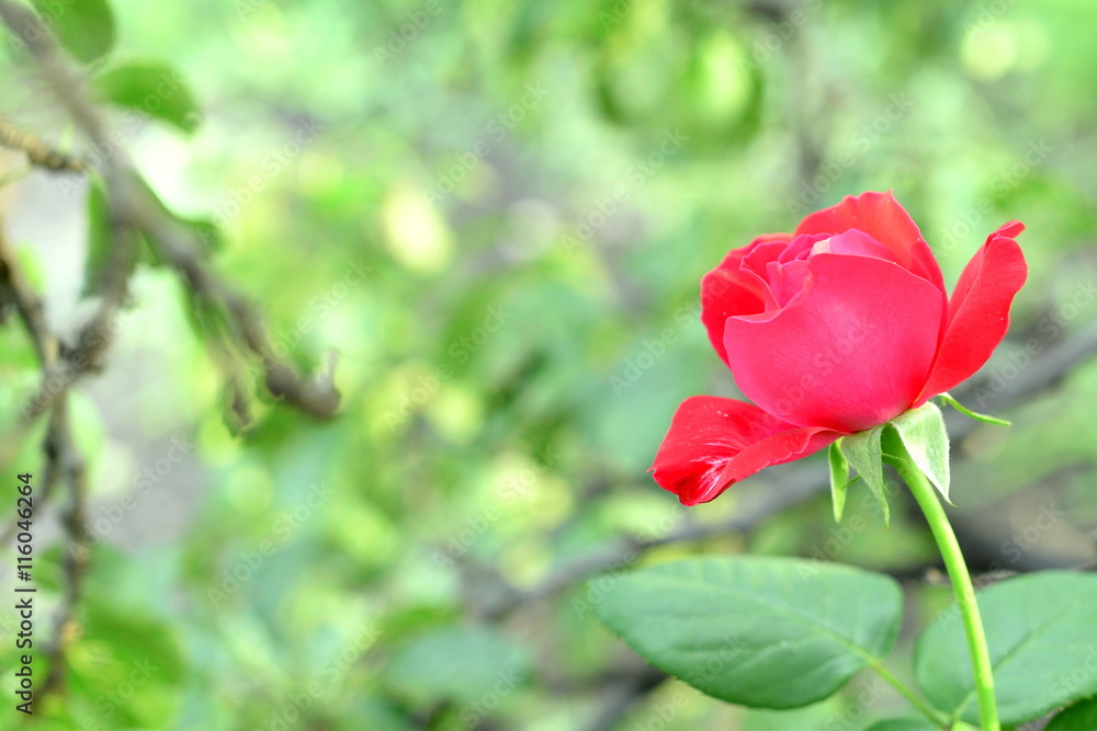 Obraz premium Beautiful red rose growing outdoors in the garden. Green grass and tree branches blurred background