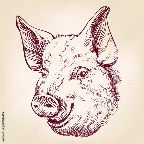 pig hand drawn vector llustration realistic sketch