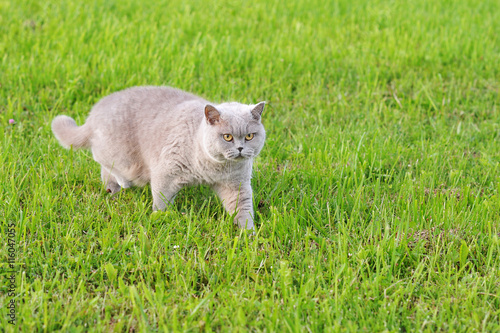 grey cat with yellow eyes moving across the grass