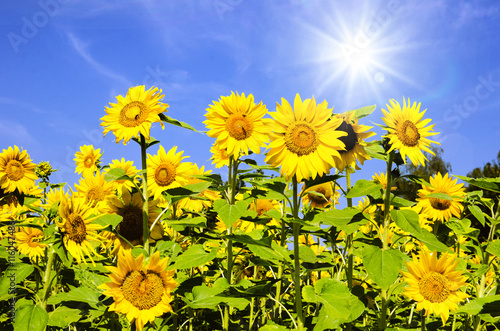 Fototapeta Naklejka Na Ścianę i Meble -  Sunflowers: color of summer :) 