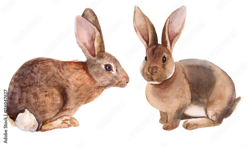 rabbit watercolor set rabbit watercolor set