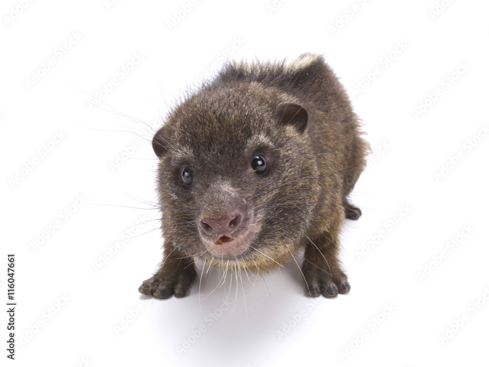 Obraz premium Western tree hyrax (Dendrohyrax dorsalis)