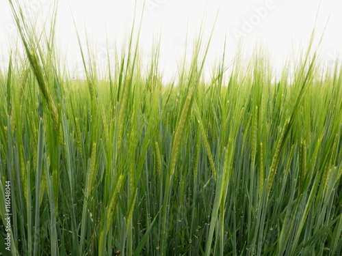 Young green barley corns growing in field 