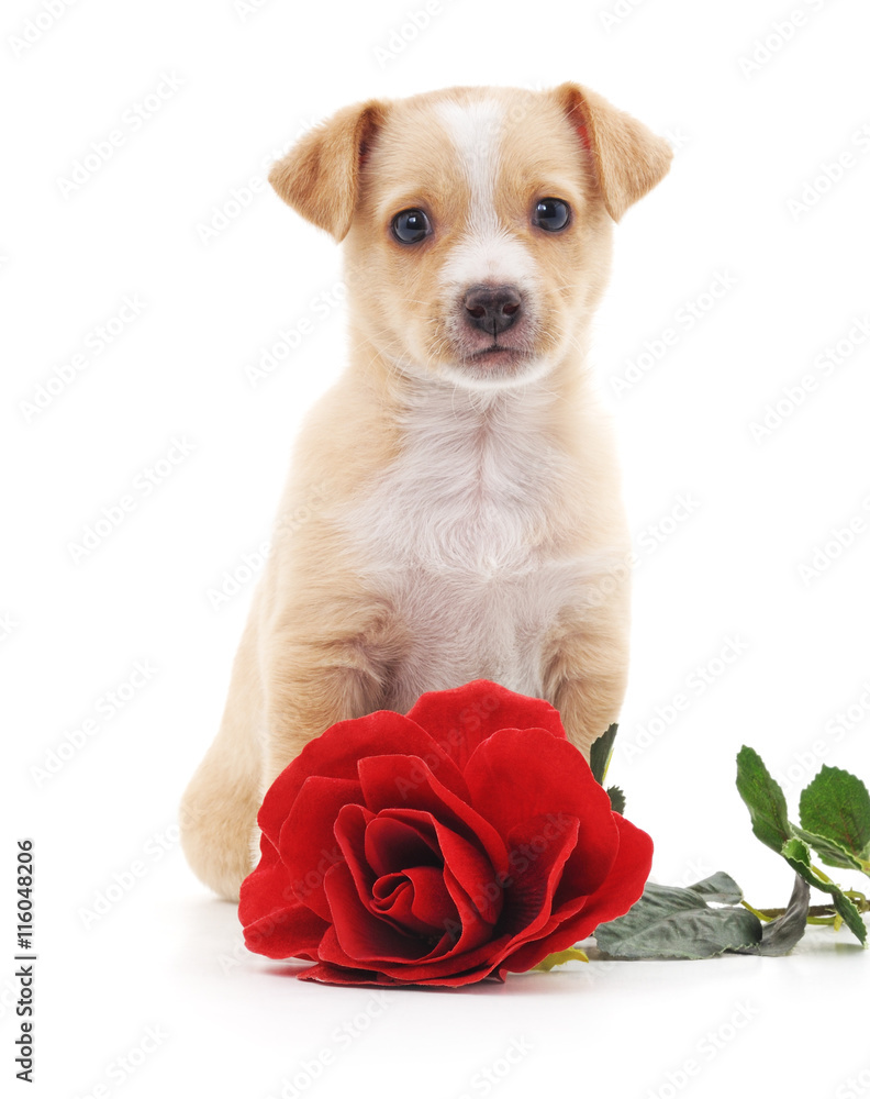 Puppy with a rose.
