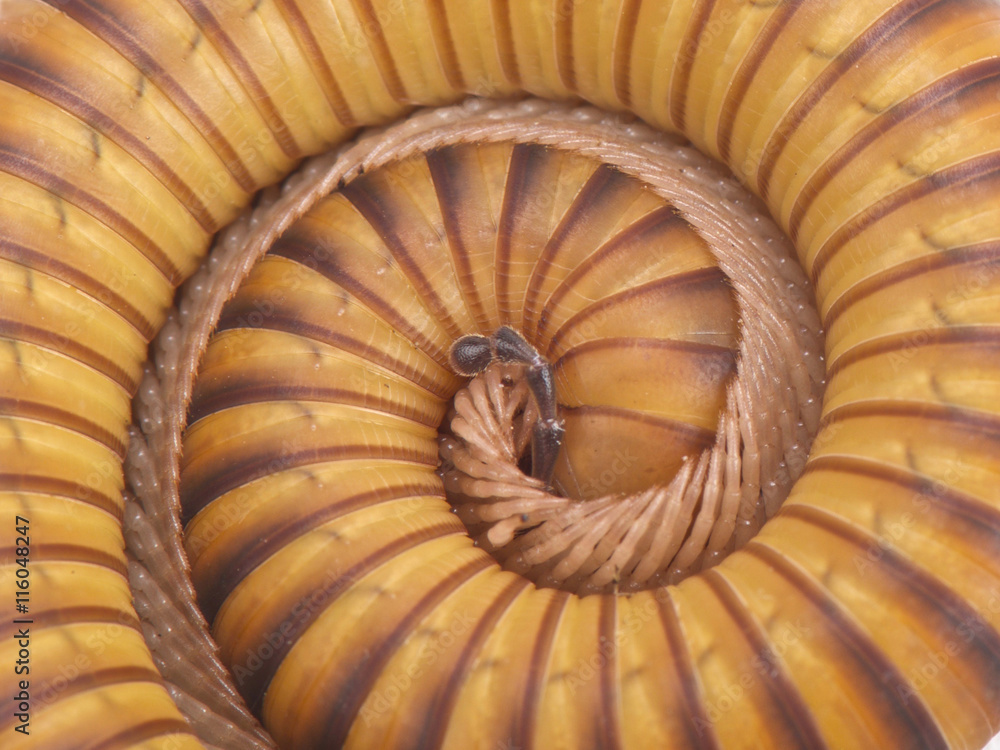 Obraz premium Texas gold-banded millipede (Orthoporus ornatus)