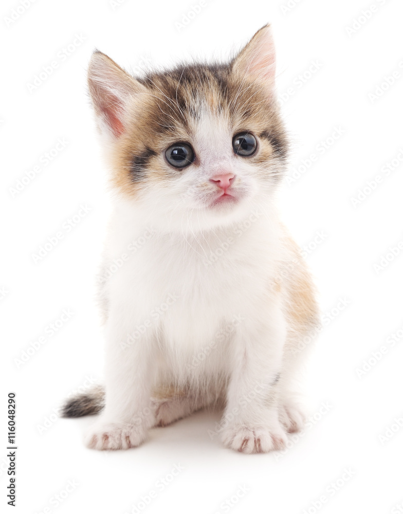 Little kitten. Little kitten.