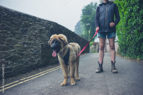 Young woman walking Leonberger puppy