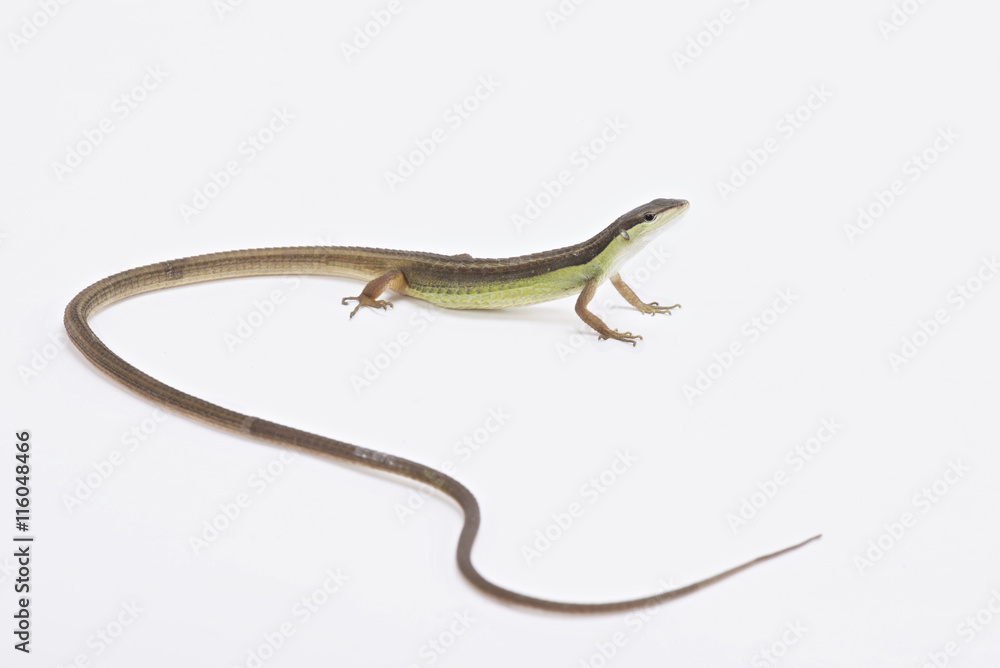 Naklejka premium Long-tailed grass lizard (Takydromus sexlineatus)