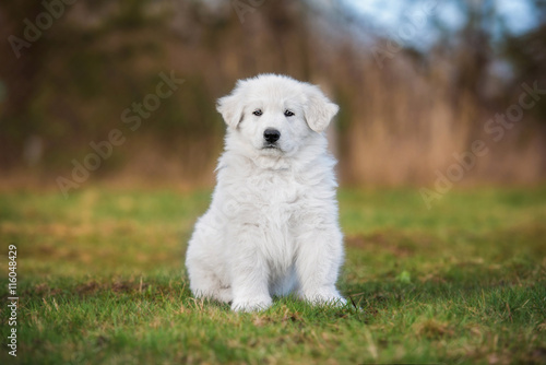 White swiss shepherd puppy sitting in the yard