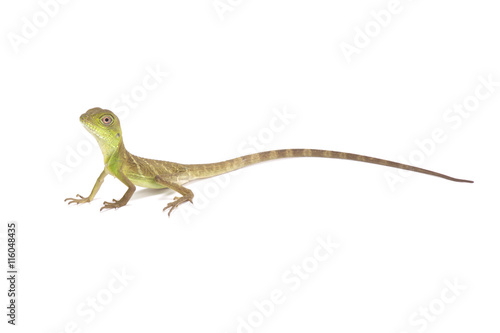 Bilde på lerret Chinese water dragon (Physignathus cocincinus)