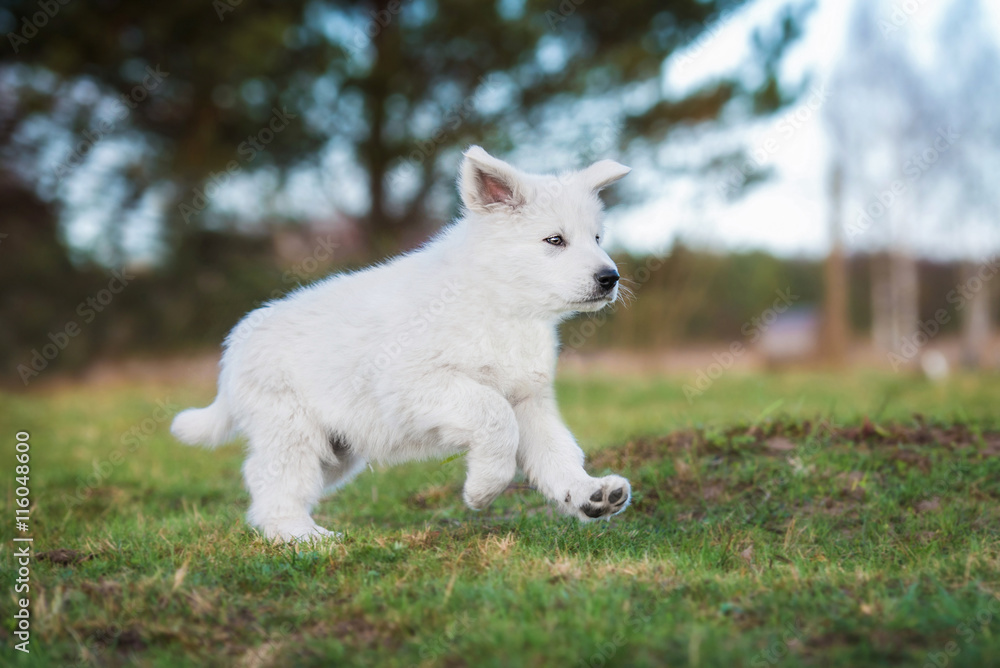 White swiss shepherd puppy running on the lawn White swiss shepherd puppy running on the lawn