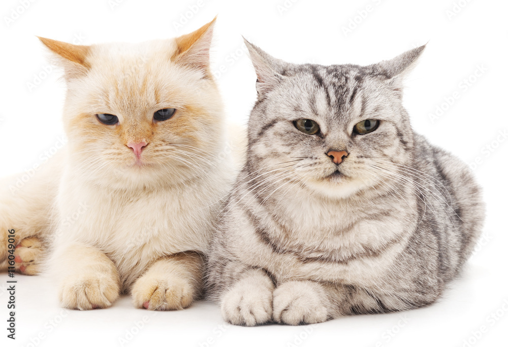 Gray and white cat. Gray and white cat.