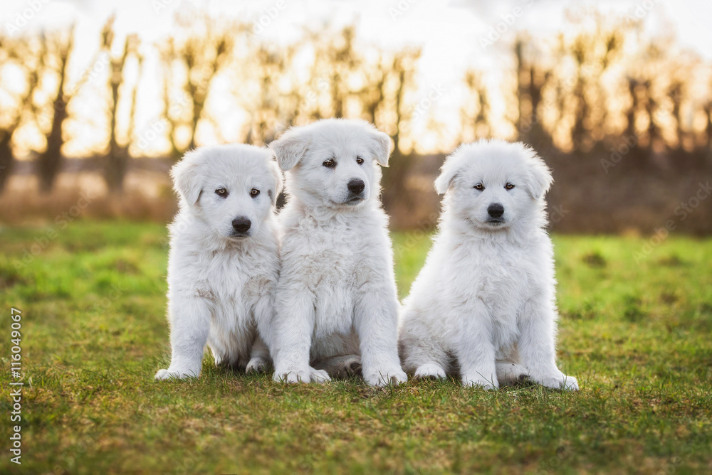 Three white swiss shepherd puppies