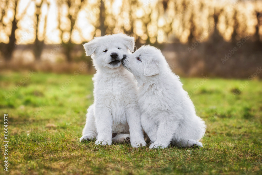 Two funny white swiss shepherd puppies playing Two funny white swiss shepherd puppies playing