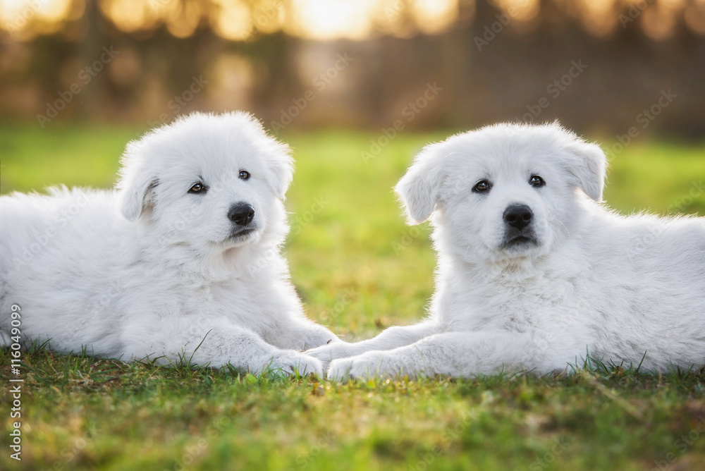 Two white swiss shepherd puppies in the yard
