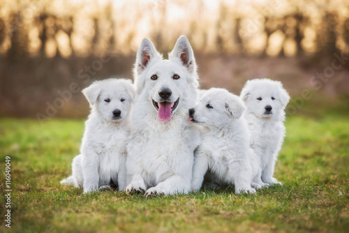 White swiss shepherd dog with its puppies