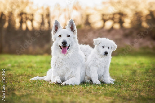 White swiss shepherd dog with its puppies