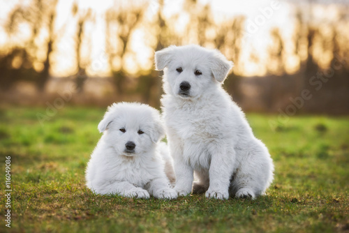 Two white swiss shepherd puppies