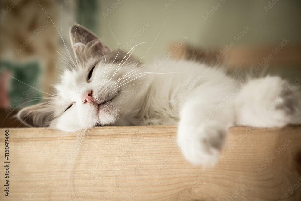Naklejka premium Portret słodkiego snu biały kot