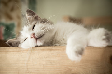 Keuken achterwand Kat Witte kat in diepe slaap  © Sergiy Bykhunenko