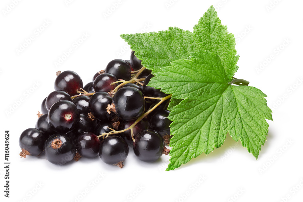 Blackcurrant bunch (Ribes Nigrum), clipping path Blackcurrant bunch (Ribes Nigrum), clipping path