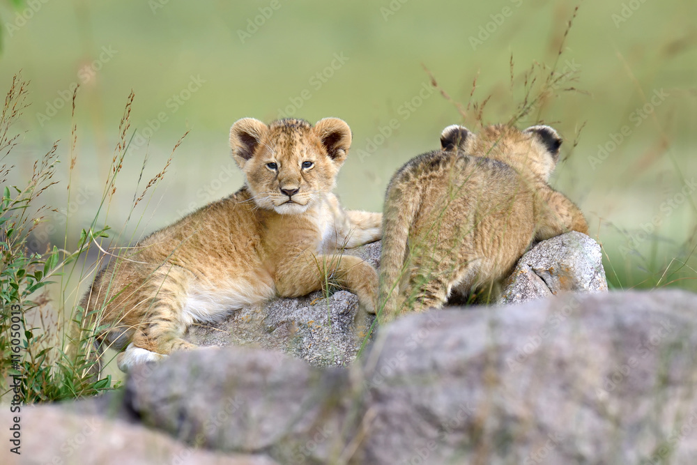 Obraz premium African lion cub
