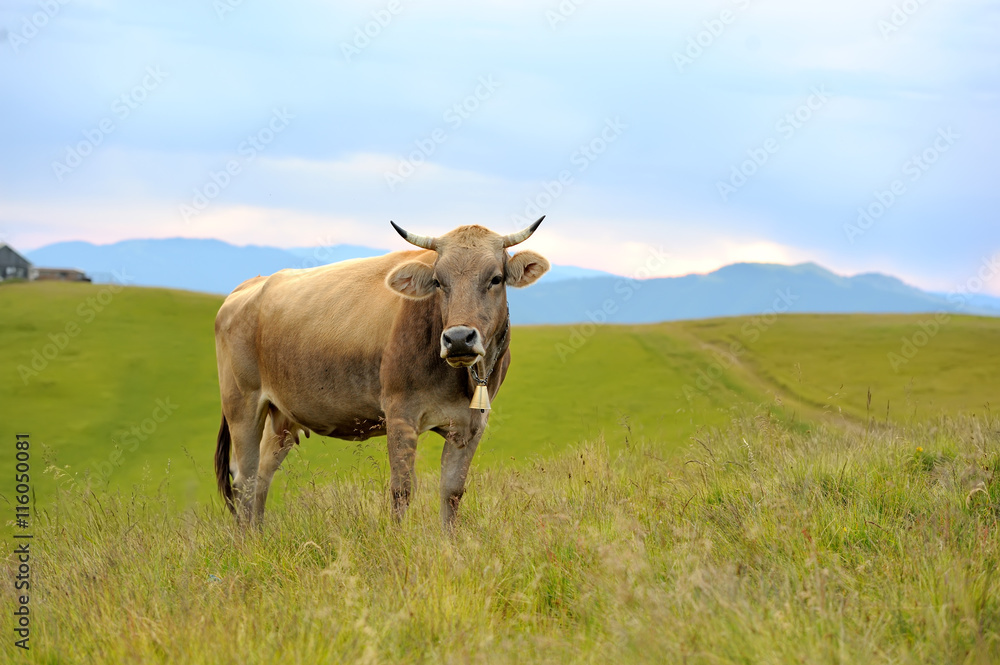 Cow on mountain pasture