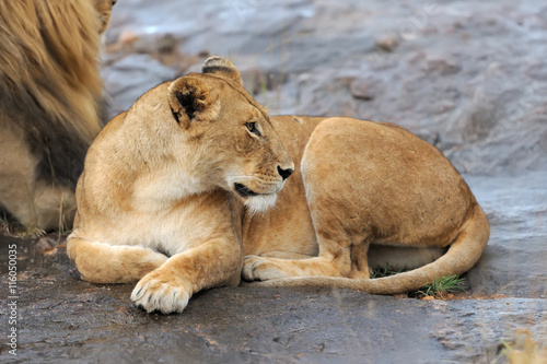 African lion in the National park