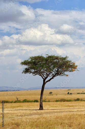 Landscape with tree in Africa