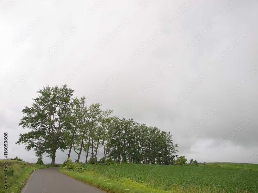 Fototapeta premium Patchwork road,Biei/Hokkaido,Japan
