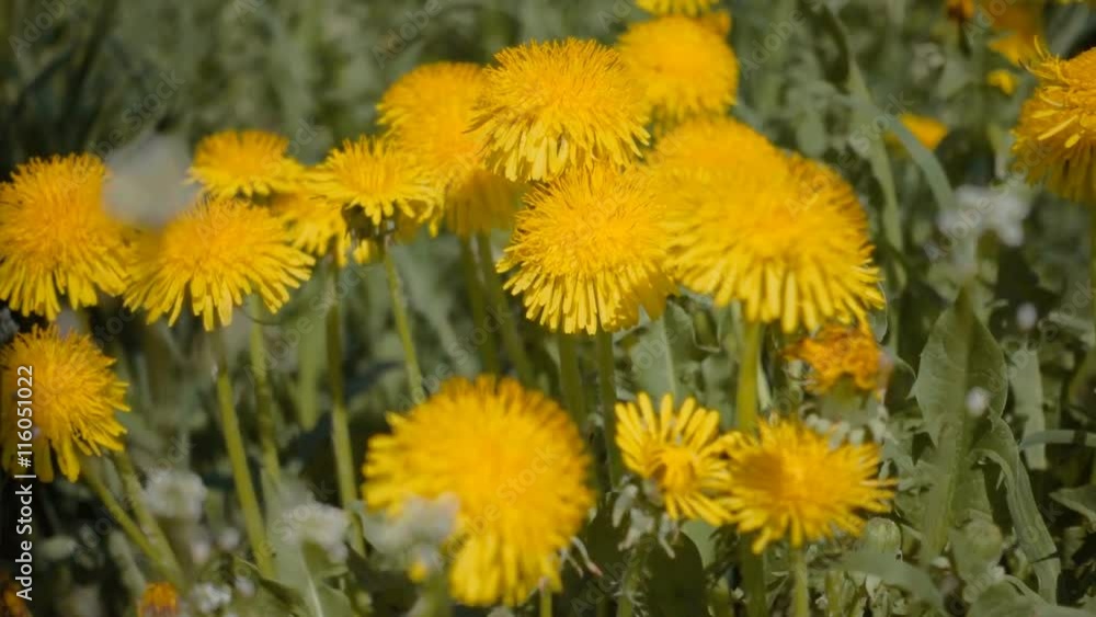 Group of blooming dandelions (Tarahasum Offichinale) on meadow. Shot in motion Group of blooming dandelions (Tarahasum Offichinale) on meadow. Shot in motion