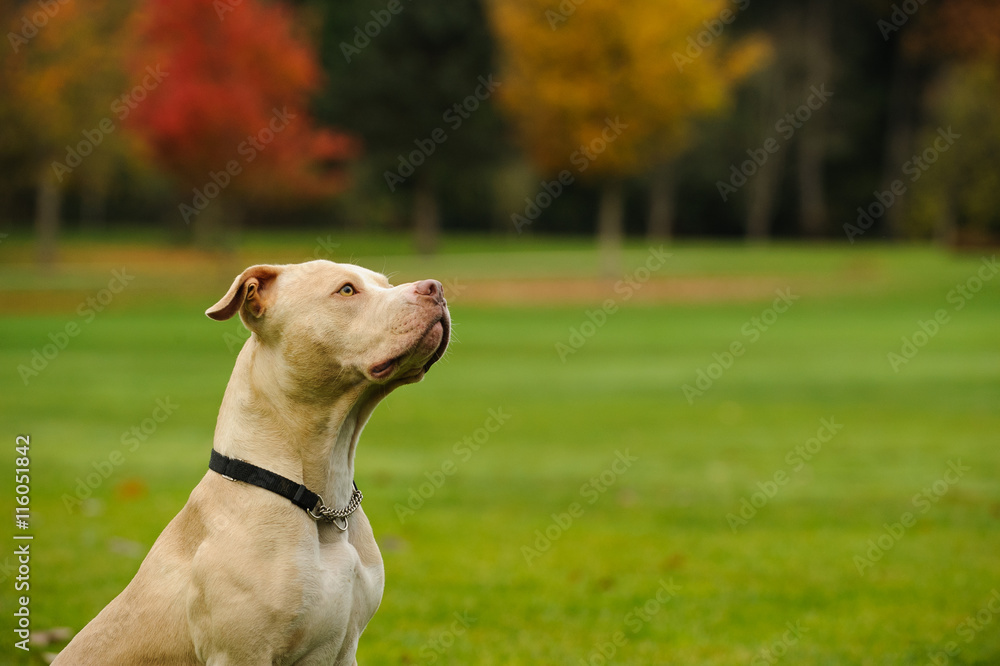 American Pit Bull Terrier on grass lawn surrounded by colorful fall trees
