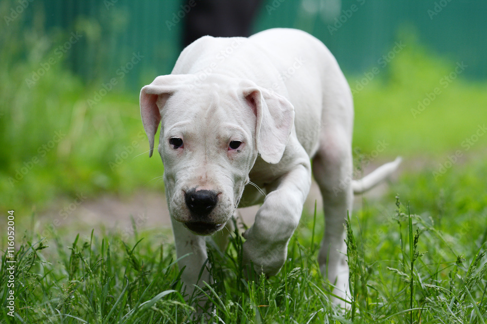 Puppy dogo argentino in the grass