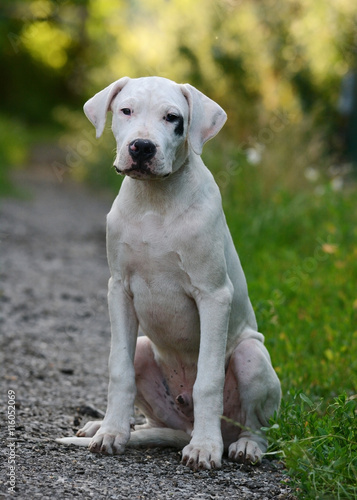 Puppy Dogo Argentino sitting on a green background