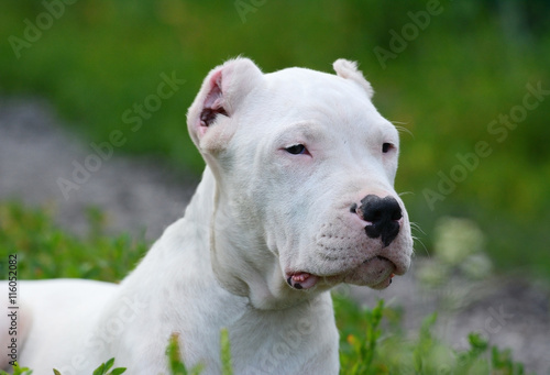 Portrait of puppy dogo argentino