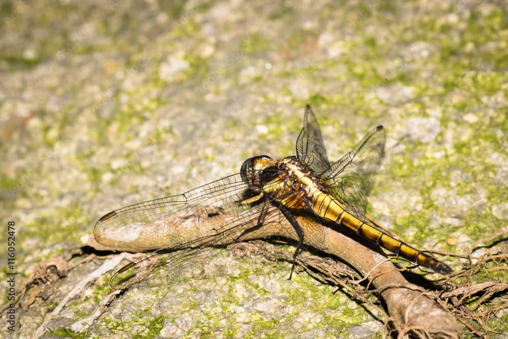 This is a photo of a dragonfly, was taken in XiaMen botanical garden, China. This is a photo of a dragonfly, was taken in XiaMen botanical garden, China.