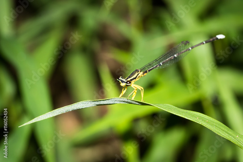This is a photo of a damselfly, was taken in XiaMen botanical garden, China.