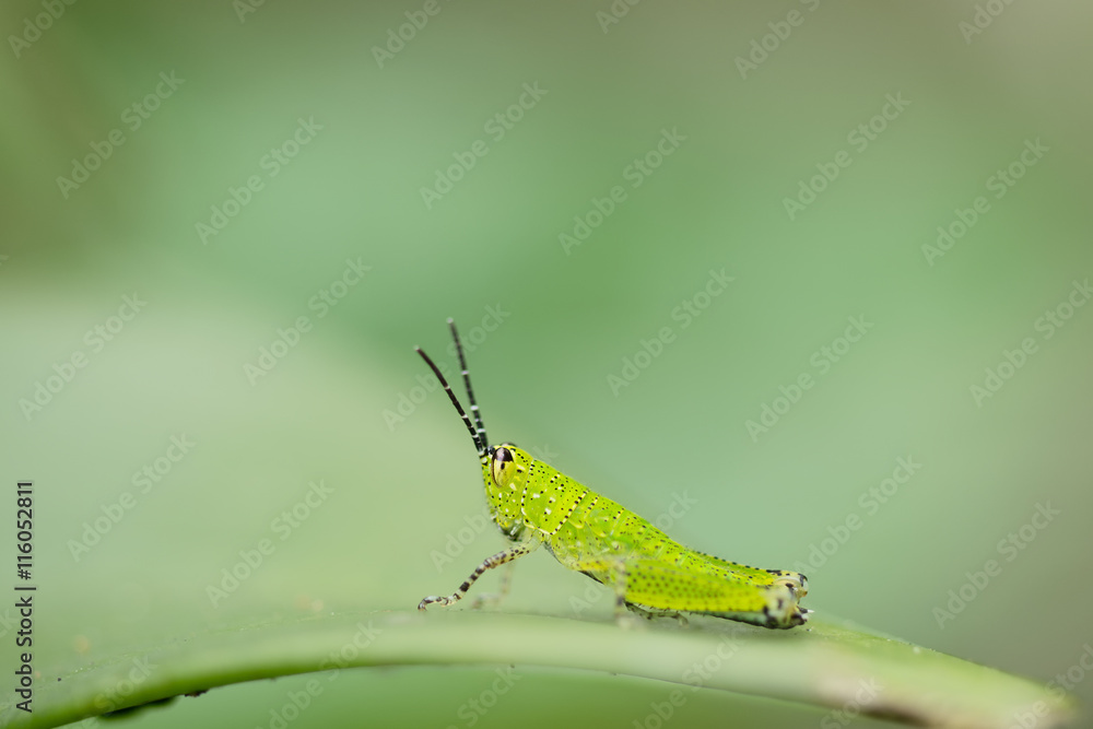 Grasshopper on nature leaves as background Grasshopper on nature leaves as background