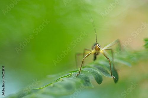 Grasshopper Juvenile as background © Art789