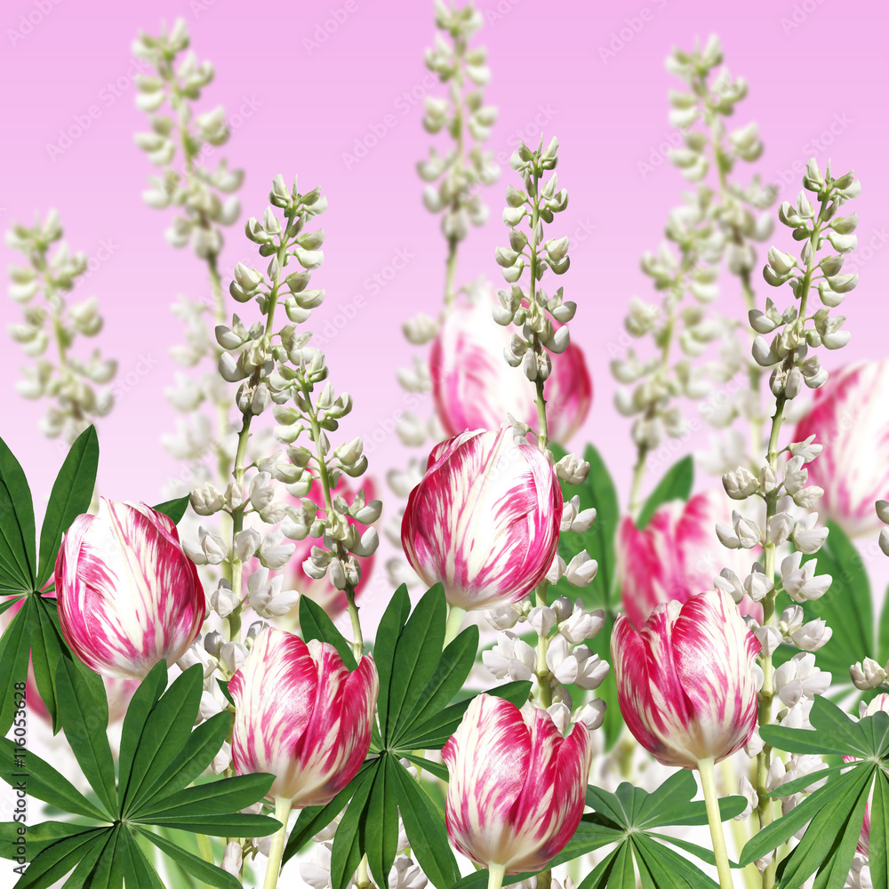 Beautiful floral background of white lupine and tulips 