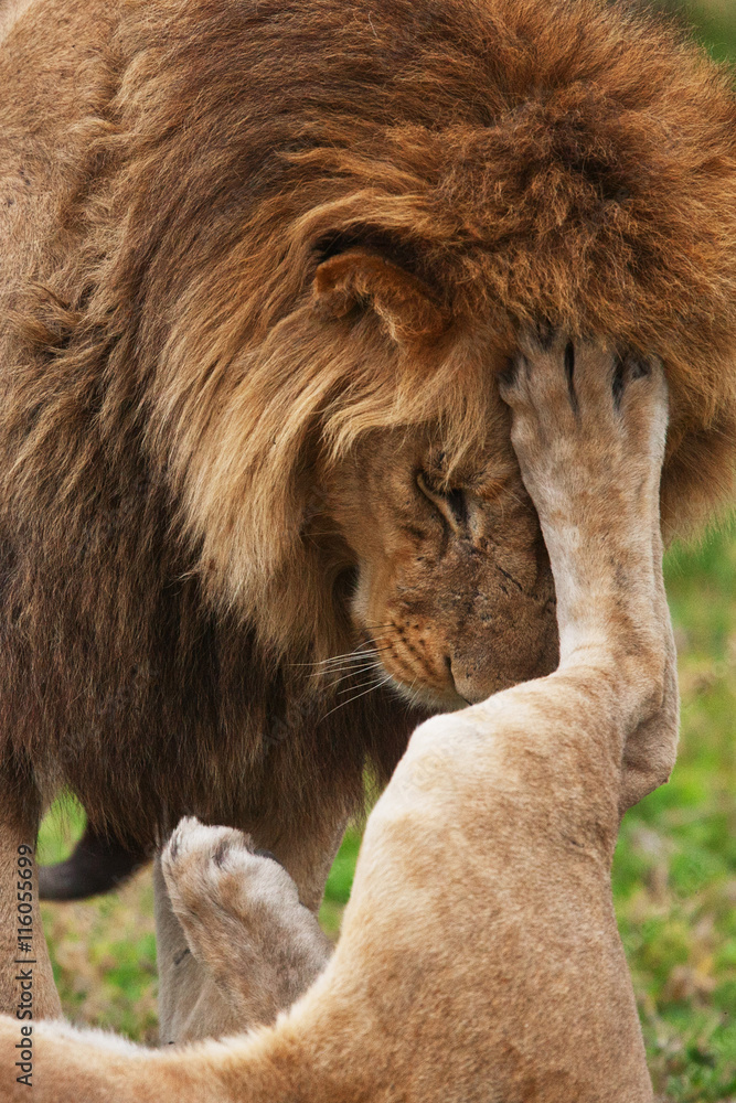 Naklejka premium lions