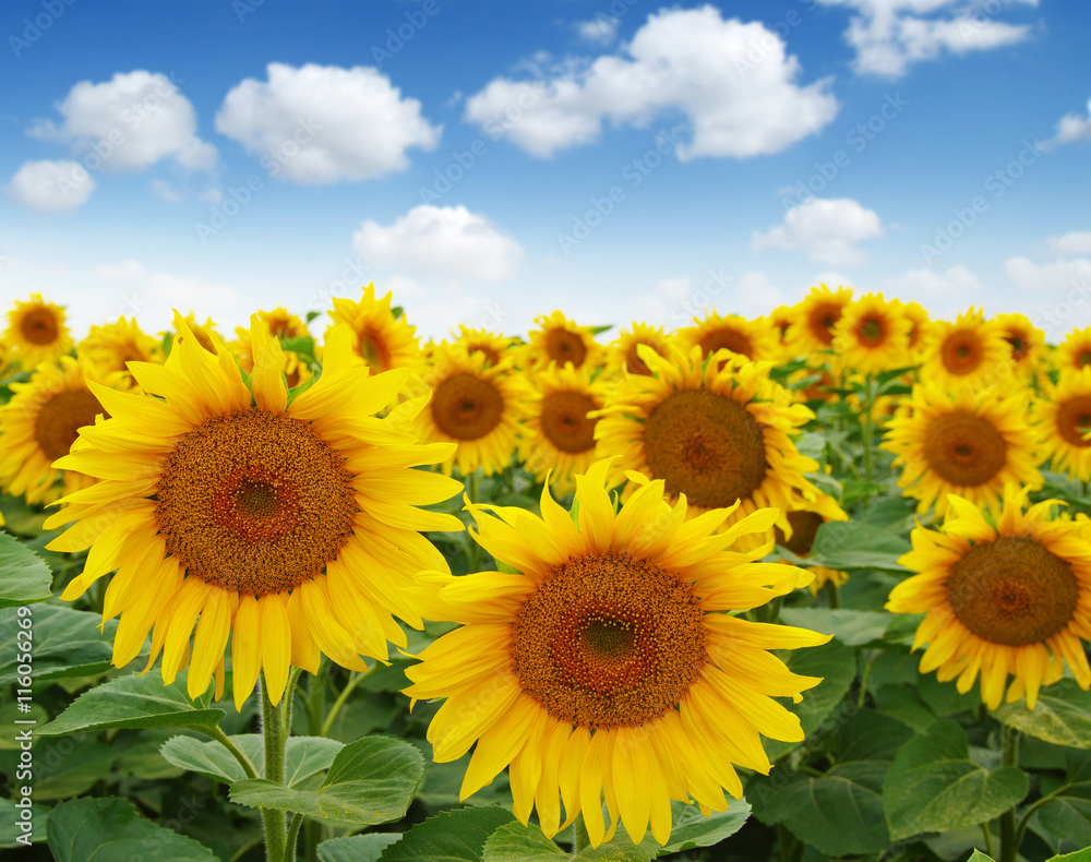 Naklejka premium sunflowers field on sky